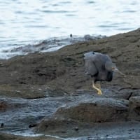 09/06探鳥記録写真-2：狩尾岬の鳥たち（クロサギの採餌模様、イソヒヨドリ、）