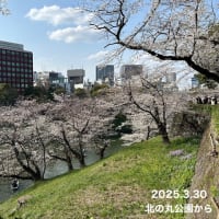 千鳥ヶ淵　満開
