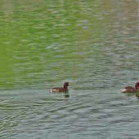 水辺で出会った　野鳥と昆虫！・・・ケリ　ギンヤンマ等