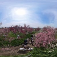 和泉リサイクル環境公園の梅林　３６０度動画（２０２５年３月１４日）