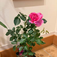 2025.6.11 薔薇の花 イブピアッツェ🌹
