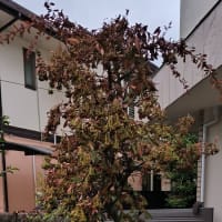 ピラカンサを切った