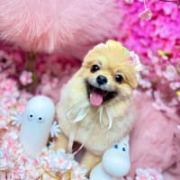ポメラニアンのヒナ