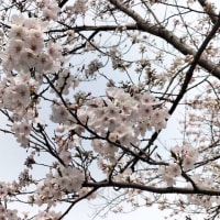 羽曳野も桜満開