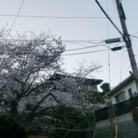 桜♪♪♪