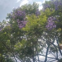 義母のお参り