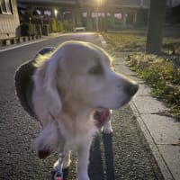 朝んぽ