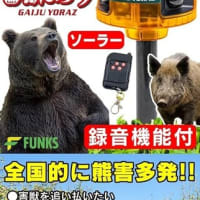 麦畑に巨大なヒグマが出入りしているっ！