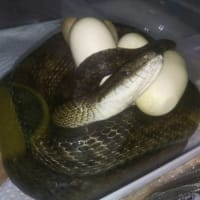 snake egg