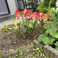 ＜2025.05.24＞足の捻挫････1年前を想い出しながら