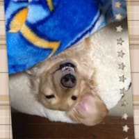 癒されます！？