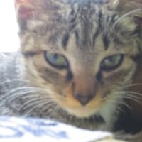 本日のきなこさん