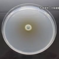 小林製薬大阪工場でサプリメントに混入した物質「プベルル酸」をつくる青カビと同じ種類の『珍しい青カビ』発見