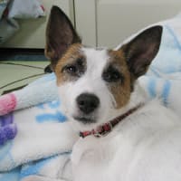夢みる小犬ウィッシュボーン ジャックラッセルの冒険 夢みる小犬ウィッシュボーン ジャックラッセルの冒険