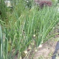 トマト支柱に縛ります
