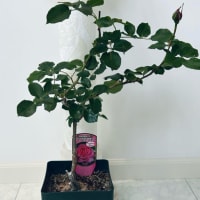 2025.6.11 薔薇の花 イブピアッツェ🌹