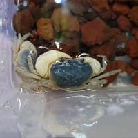 淡水カニ