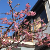 河津桜満開です。