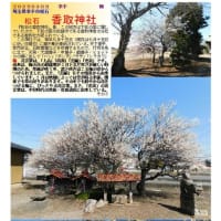 花巡り「梅－373」 松石　香取神社