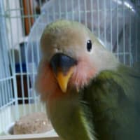 グリちゃん、少食です。
