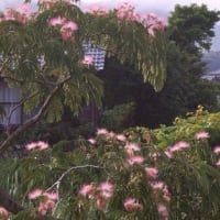 ネムの花