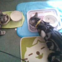 チビ８日目
