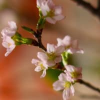 今年の我が家の桜