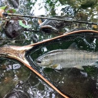 ちょっとヤマメ釣りへ、長澤さんです