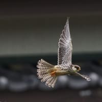 秋の　アカアシチョウゲンボウ