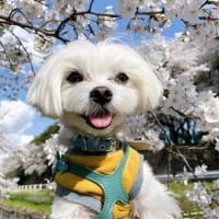 お花見散歩でワン友さんと♪