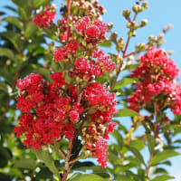 大船FC～夏の花散歩