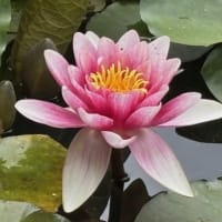 八郎沼をピンクに染める  “スイレン” の花 ．．．