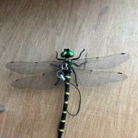 虫よけに