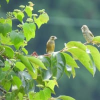 杉原紙の里で探鳥