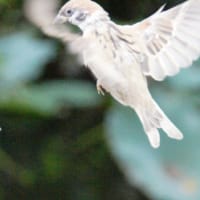 都内庭園めぐり　おまけ…雀at上野公園