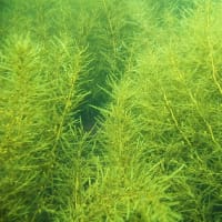 春が旬の海藻「アカモク」
