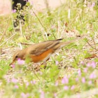 農業公園のアカハラ ・・・ 4月16日