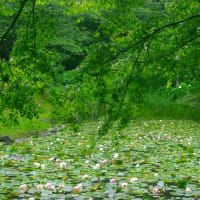 観音ヶ池のスイレン