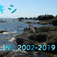 マキシ　SEA LINE 2002 -  2019
