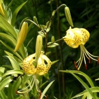 ヤマユリの偵察