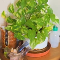 ハイドロカルチャーで　観葉植物を室内で育てる