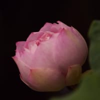 ハスの花②