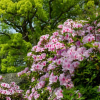 舞鶴公園の藤と八重桜とつつじ
