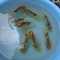 天青の水替え～青い金魚はいるよ～💕💕