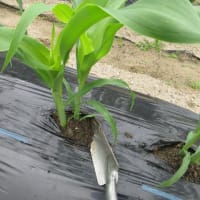 お盆用トウモロコシを間引きして土入れ
