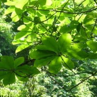 さらにさかのぼって　2022.5月の山野草