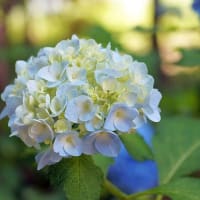 紫陽花の季節ですね
