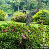 さつきの彩り。