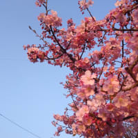 河津桜が満開です🌸