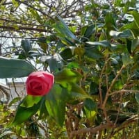 茨城の庭の八重絞りの椿が美しすぎるとですぅ～(≧▽≦)